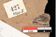 Foto (Detailansicht) von Antholithes stiriacus Kovar-Eder et Z.Kvacek sp.nov. (NHMW-GEO-2024-0188-0427)